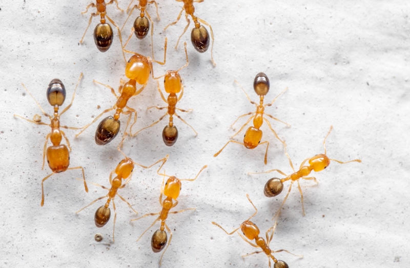 Traitement contre les fourmis | Exter-Protek