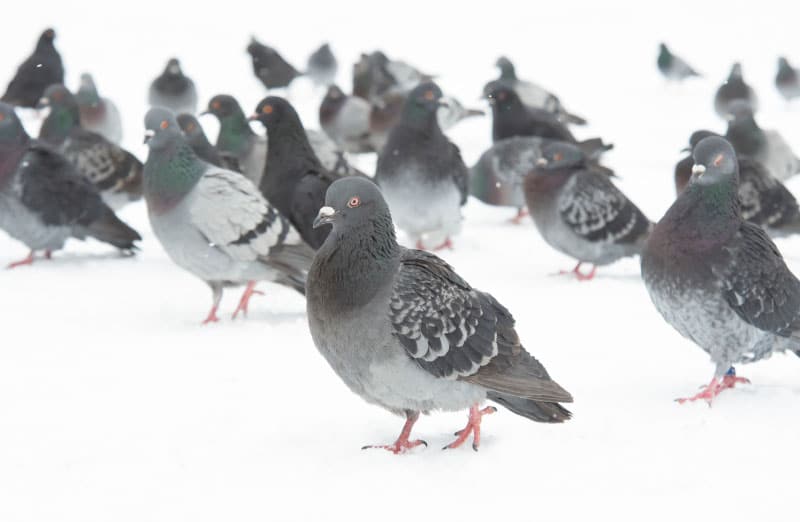 Fermeture eclaire N° 9 pour filet anti pigeons