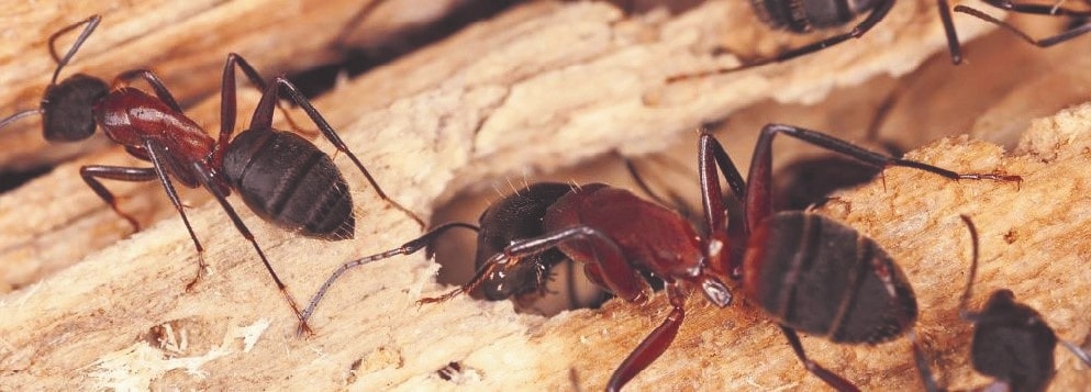 Fourmis charpentières