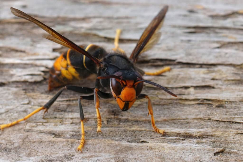 Frelon asiatique sur une planche en bois