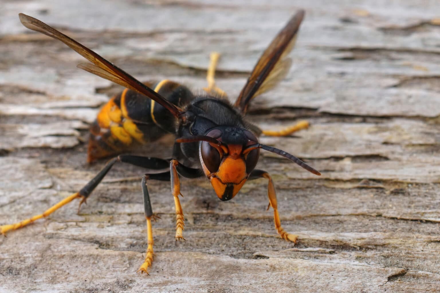 Frelon asiatique sur une planche en bois