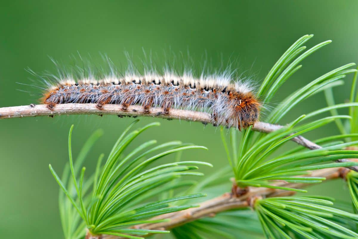 Chenille processionnaire du pin