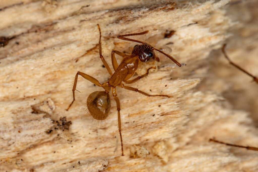 Fourmis charpentières