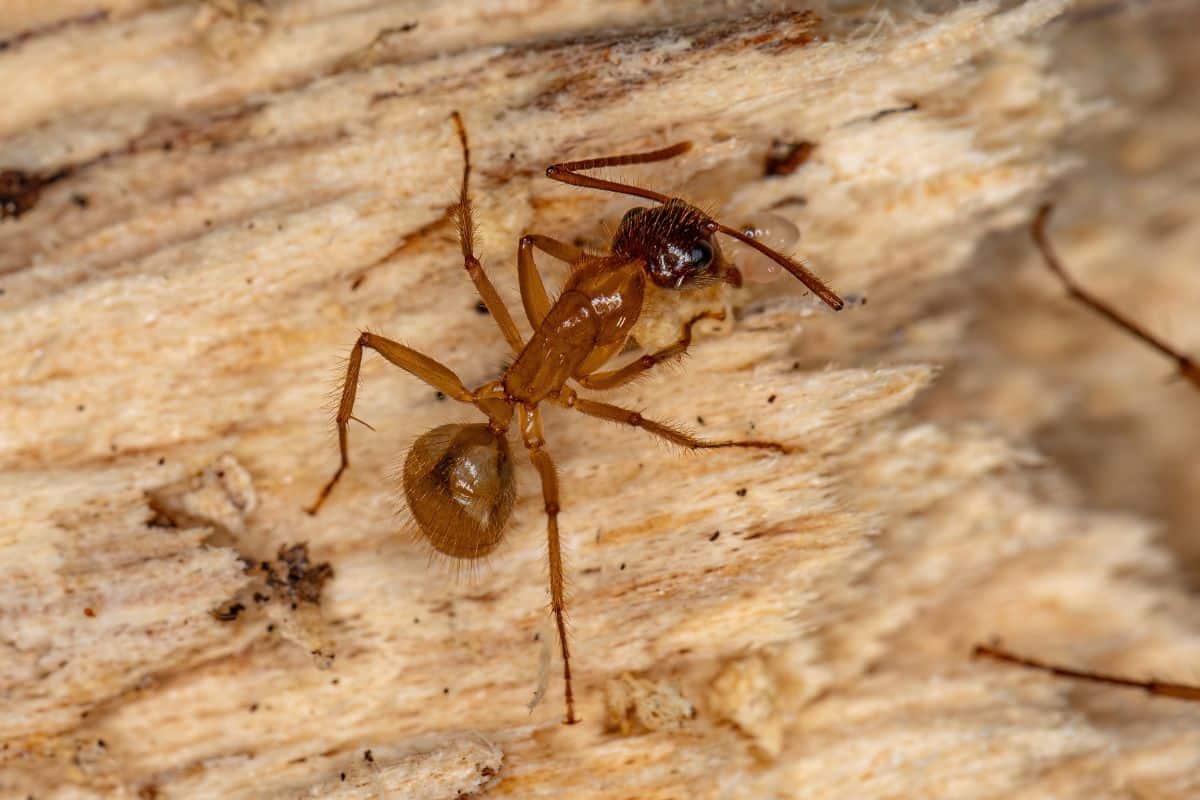 Fourmis charpentières
