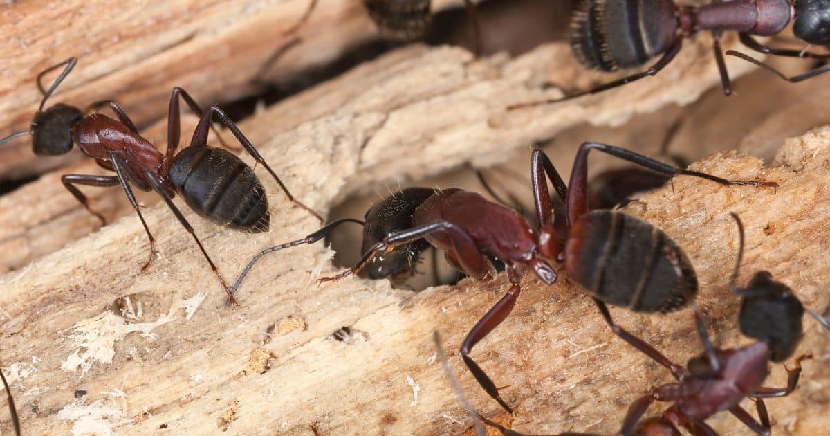 Fourmis charpentières