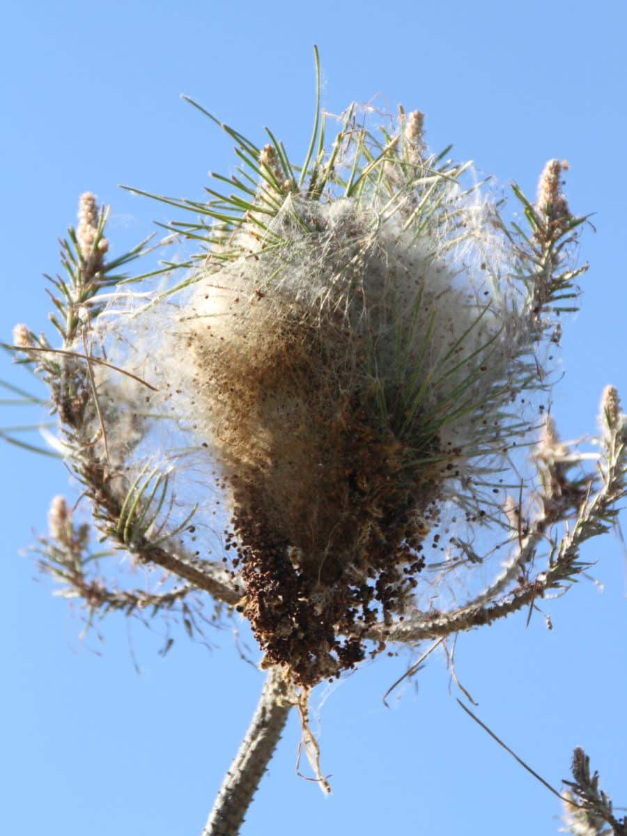 Nid chenilles processionnaires