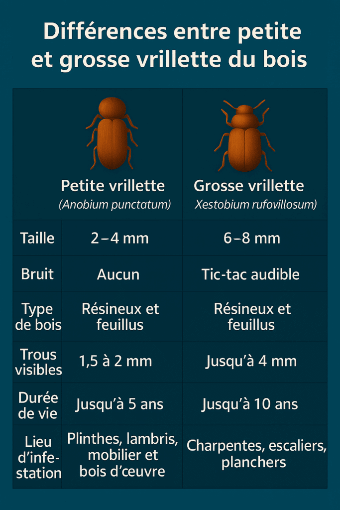 Schéma différence petite et grosse vrillette