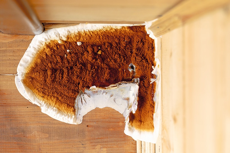 Mérule dans habitation