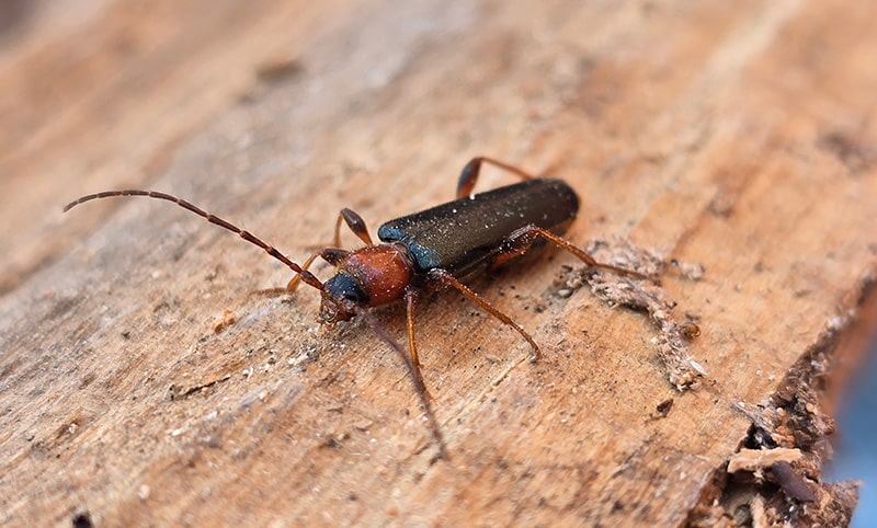 Insectes xylophages charpente