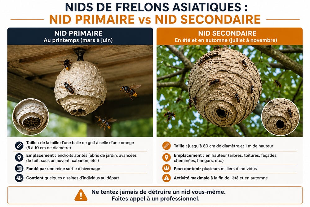 Nid primaire et nid secondaire de frelon asiatique