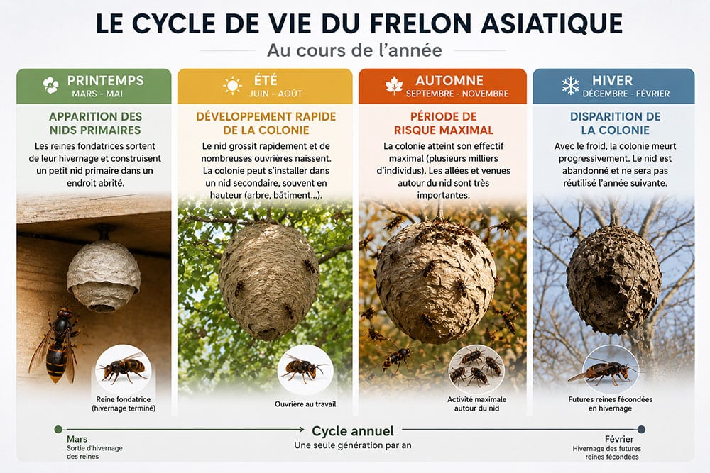 Cycle de vie du frelon asiatique au cours de l'année