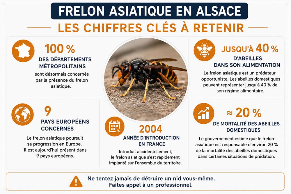 Chiffres clés sur le frelon asiatique
